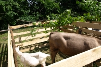 Mini zoo