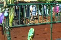Korowód dożynkowy 2015